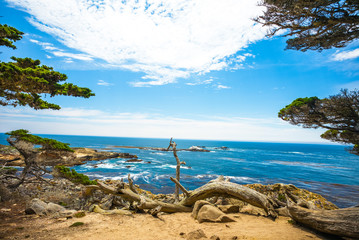 Monterey California.  Pinnacle Point at Point Lobos National Park.  A view through the trees. - 135127342