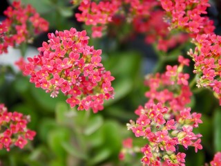 Obraz premium flower blossom