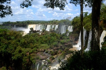 Trees framing Iguazu falls from the Argentinian side. 