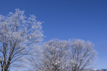 樹氷