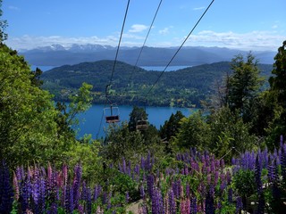 Lupines in full flower on Cerro Campanario in the Lakes District of Argentina