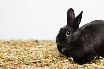 Black female rabbit sitting on hay