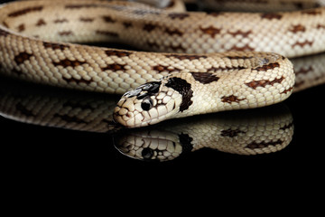 Eastern kingsnake or common king snake, Lampropeltis getula californiae, isolated black background