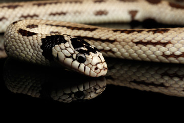 Eastern kingsnake or common king snake, Lampropeltis getula californiae, isolated black background