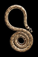 Fototapeta premium Eastern kingsnake or common king snake, Lampropeltis getula californiae, isolated black background
