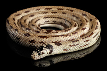 Eastern kingsnake or common king snake, Lampropeltis getula californiae, isolated black background
