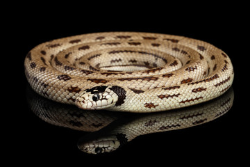 Eastern kingsnake or common king snake, Lampropeltis getula californiae, isolated black background