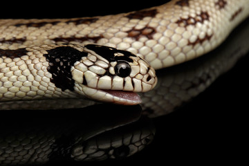 Eastern kingsnake or common king snake, Lampropeltis getula californiae, isolated black background