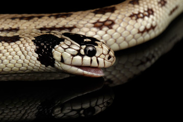 Obraz premium Eastern kingsnake or common king snake, Lampropeltis getula californiae, isolated black background