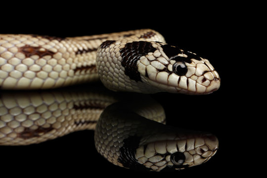Eastern kingsnake or common king snake, Lampropeltis getula californiae, isolated black background