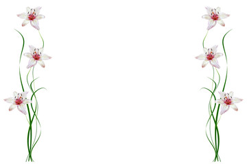 Flower lily isolated on white background. summer