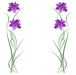 Obraz na płótnie Canvas spring flowers iris isolated on white background.