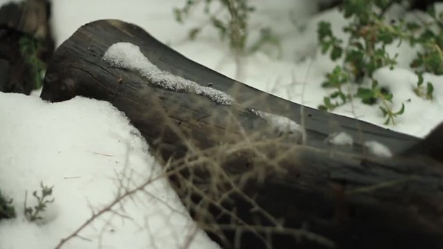 snow storm Nes Harim settlement Jerusalem area Israel