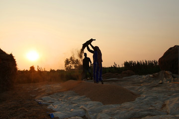 Fototapeta na wymiar Farmers harvesting rice in rice field in india.
