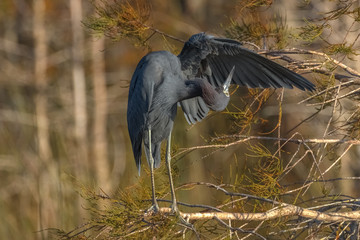 Little Blue Heron