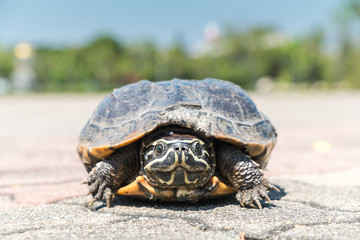 turtle on walk path on the park.
