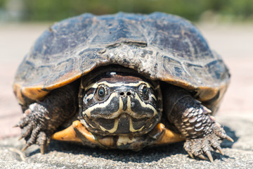 close up turtle on walk path on the park.
