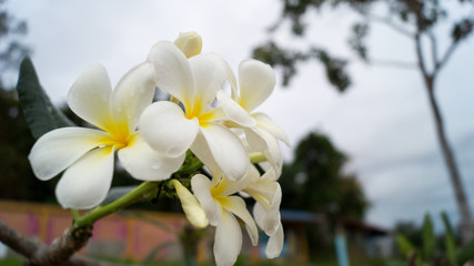 Naklejka na ściany i meble Champa Flower Lao National Flower 