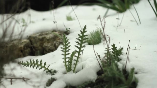 snow storm Nes Harim settlement Jerusalem area Israel