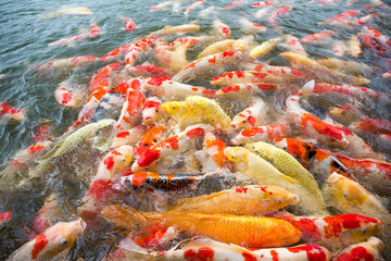 Obraz na płótnie Canvas Koi Carps Fish swimming