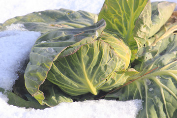 野菜畑　越冬キャベツ