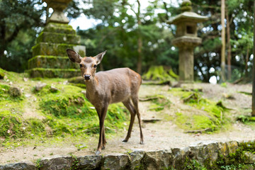 Naklejka na ściany i meble Deer in temple