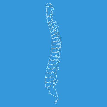 Vector illustration white spine diagnostic symbol with line style