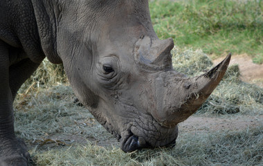 Obraz premium Rhino Face close up/Close up of Rhinoceros eating