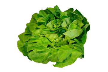 isolated green salad