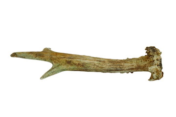 isolated roebuck real horn