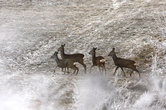 roe deer herd in winter field