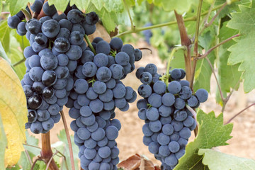 Wine grapes in a vineyard before autumn harvest