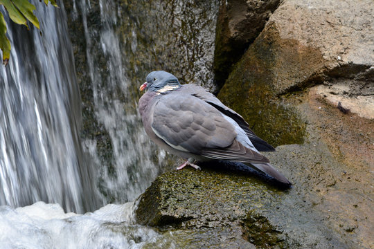 European Woodpigeon/Rare Azores Wood Pigeon perched on a rock near a waterfall. 