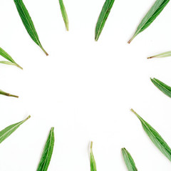 Green leaves frame on white background. Flat lay, top view