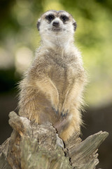 meerkat sitting on the lookout in a tree