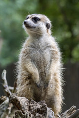 meerkat sitting on the lookout in a tree
