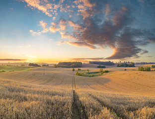 mature wheat field just before the harvest, a high-resolution pa