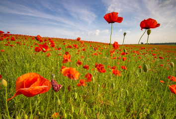 Fototapeta premium Spring meadow of blooming red poppies on a background of beautif