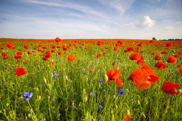 Spring meadow of blooming red poppies on a background of beautif
