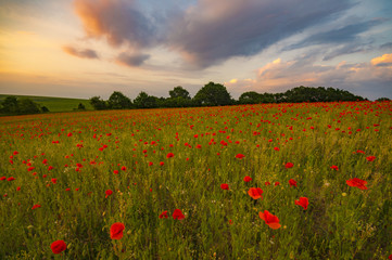 Spring meadow of blooming red poppies on a background of beautif