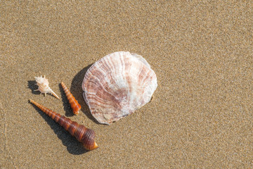 Shells on the sand beach.