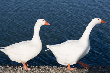 Goose and Gander