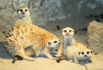 flock of meerkats