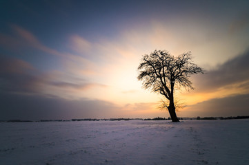 Fototapeta na wymiar lonely tree on winter field