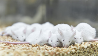 Laboratory white mice were breded in the cage