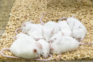Laboratory rodents, mice were breeded in the cage