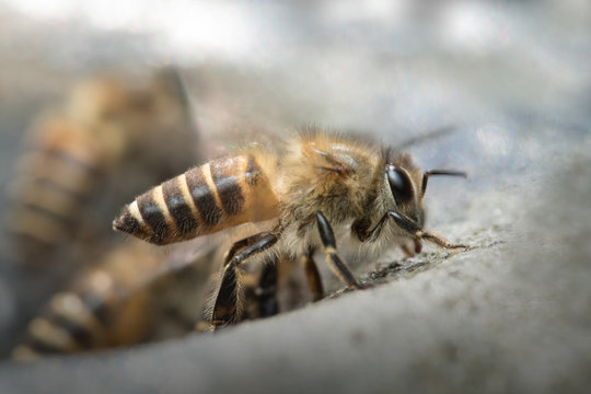 Honey Bee in Nature Background.