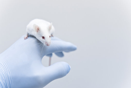 Laboratory experimental mouse on the researcher's hand