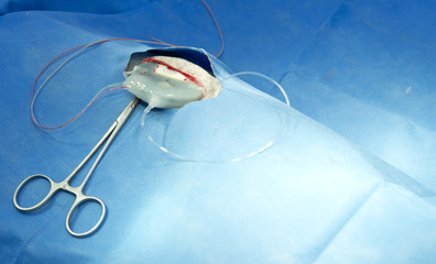Reseacher implants a digital device into the dog to monitor several physiologica parameter