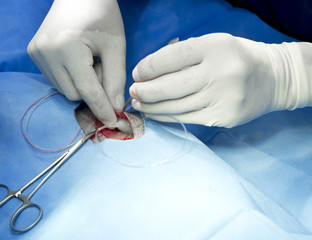 Reseacher implants a digital device into the dog to monitor several physiologica parameter